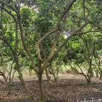 Cần Bán Lô Đất Thổ Cư 10X31=332M2 Cách Tp. Long Khánh 15 Phút, Có Vườn Cây Ăn Trái. Giá Bán 1.28 Tỷ Tl