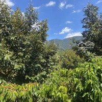 Bán Đất Vườn Sầu Riêng, Cà Phê Giá Rẻ Bảo Lâm