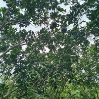Bán Lô Đất Thổ Cư Cách Thành Phố Long Khánh 12Km. Cách Nhựa Vài Bước Chân