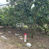 Bán Lô Đất Thổ Cư Cách Thành Phố Long Khánh 12Km. Cách Nhựa Vài Bước Chân