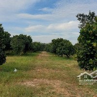 Đất Nền Tại Xã An Phú, Hớn Quản, Bình Phước Với Diện Tích 1000M2. Giá Chỉ 470 Triệu Vnd