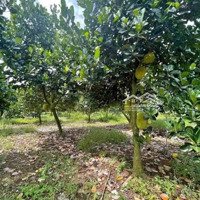 Đất Nền Tại Xã An Phú, Hớn Quản, Bình Phước Với Diện Tích 1000M2. Giá Chỉ 470 Triệu Vnd