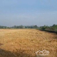 Đất Cần Đước Mặt Tiền Đường 6450M Đất Lúa