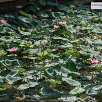 Cần Cho Thuê Căn 3Pn/ 2 Vệ Sinh95M2 View Kênh Đào Giá Bán 11 Triệu Liên Hệ: 0936894308 Minh Thanh