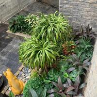 Bán biệt thự sang trọng đẳng cấp khu BT Vườn Đào, Tây Hồ. DT 203m x 4t, mt 16m. Giá 100 tỷ TL tốt.