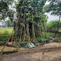 Bán Đất Kdc Bình Minh, Trảng Bom