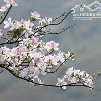 CHO THUÊ CĂN 4 TẦNG MẶT PHỐ TRẦN NGUYÊN HÃN , GẦN TRƯỜNG VÕ THỊ SÁU, VỈA HÈ RỘNG