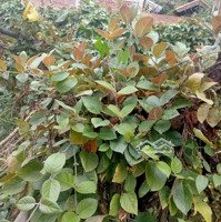Chính Chủ Bán Đất Hòa Thọ Tây, Khu Dân Cư Sầm Uất, Đường Rộng 2 Mặt Tiền, Giá Sụp Hầm