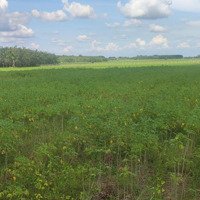 Bán 2058.75M2 (300M Ont) Bến Cừ, Ninh Điền, H. Châu Thành, Tỉnh Tây Ninh