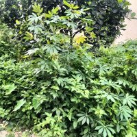 Hiến Có Mảnh Đất Tái Định Cư Đông Dư Giá Bán 125 Triệu Ô Tô Tránh Nhau