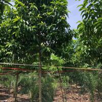 Bán nhà vườn 1.1 ha xã Hưng Thịnh, Trảng Bom, Đồng Nai