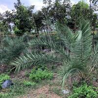Bán nhà vườn 1.1 ha xã Hưng Thịnh, Trảng Bom, Đồng Nai