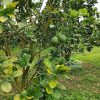 Bán Vườn Sau Lưng Chợ Trừ Văn Thố 530 Triệu