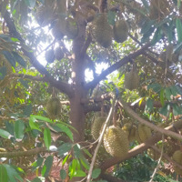 1 Siêu Phẩm Cà Phê Xem Sầu Riêng Nguồn Thu Khủng