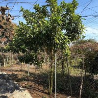 Bán Đất Xã Thiện Hưng, Bù Đốp, Bình Phước, Chỉ Hơn 600 Triệu, Liên Hệ: 0898847779