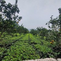 Chính Chủ Gửi Bán Lô Góc 1000M2, Thổ Cư 150M2. Mặt Tiền 20M. Vị Trí Yên Bài - Ba Vì 0988908583