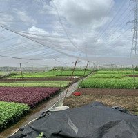 Bán Đất Nông Nghiệp Đường Dương Thị Mười, 8,5 Tỷ, 1058M2, Pháp Lý Đầy Đủ