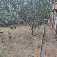 Vườn Bưởi Tân Triều. Lô Đất 14X41M. Sổ Riêng Có 150M2 Thổ Cư
