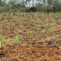 Bán Đất Tại Hòa Phú, Hòa Vang, Đà Nẵng, 2,5 Tỷ, 1700M2 Đẹp, Nhiều Tiện Ích