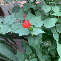 Bán Đất Chính Chủ Tại Cổ Bi Gia Lâm Hn