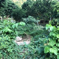 Cho Thuê Đất Tại Lạc Lương, Yên Thuỷ, Hoà Bìnhdiện Tích2000M2 Ô Tô Vào Tận Nơi, Điện Nước Đầy Đủ