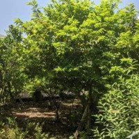 Bán Đất Thổ Cư, Ô Tô Vào Tận Đất Lại Xuân Thủy Nguyên Hải Phòng Giá Giật Mình Rẻ Hơn Đất Vườn 3. 5 Triệu