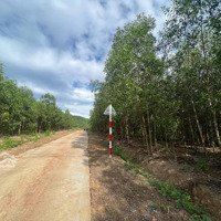 Bán 1,8 Hecta Đất Giáp Đường Betong Gần 200M Xã Diên Tân, Diên Khánh Giá Chỉ 135K/M Liên Hệ: 0788.558.552