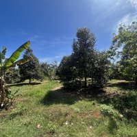 Chủ Cần Tiền Bán 2463M2 Vườn Trái Cây Tâm Huyết Sầu Riêng, Bơ Các Loại Có 47M Mặt Tiền Đường Nhựa