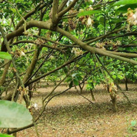 Chủ Gửi Mảnh Đất Siêu Phẩm 3000M2/1000M2 Ont Tại Thanh Sơn, Lương Sơn Giá Rẻ Nhất Để Đầu Tư