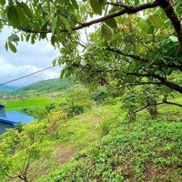 Ở Đây Bán Bình Yên -Ở Đây Có 2 Mùa 1 Mùa Trồng Lúa 1 Mùa Trồng Cải Mùa Nào Cũng Đẹp Đỉnh