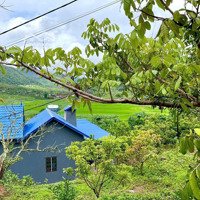 Ở Đây Bán Bình Yên -Ở Đây Có 2 Mùa 1 Mùa Trồng Lúa 1 Mùa Trồng Cải Mùa Nào Cũng Đẹp Đỉnh