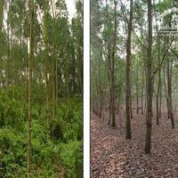 Cần bán nhanh-Đất Hồng Thắng-Hoà Thắng-Bắc Bình-Bình Thuận-DT 8.250m2