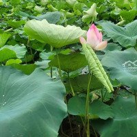 Kẹt Tiền Hạ Giá Bán Nhanh Lê Đình Chi, Xã Lê Minh Xuân, Bình Chánh, 1359M2 Có 738M2 Thổ Cư 21 Tỷ