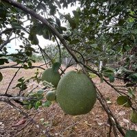 Bán Lô Đất 2 Mặt Tiền Thôn Suối Thơm, Xã Khánh Đông Huyện Duyên Khánh Có Nhà Vườn