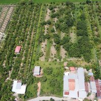 Diện Tích 10.199M2 Vườn Bưởi Thái Có 600M2 Đất Thổ Cư, Thích Hợp Làm Vườn Hệ Sinh Thái.