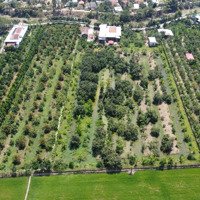 Diện Tích 10.199M2 Vườn Bưởi Thái Có 600M2 Đất Thổ Cư, Thích Hợp Làm Vườn Hệ Sinh Thái.