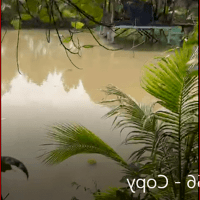 Bán 5 công Đất Vườn đường oto Tại Mỹ Hòa Hưng, Long Xuyên, An Giang