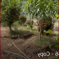 Bán 5 công Đất Vườn đường oto Tại Mỹ Hòa Hưng, Long Xuyên, An Giang