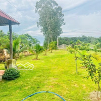Cần Bán Nhà Vườn Xã Hoà Hội Xuyên Mộc Diện Tích 1447M2 Có Sẵn Nhà Và Vườn Giá Rẻ