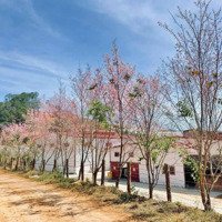 Bán Miếng Đất To Lạc Dương Lâm Đồng, Đang Làm Xưởng Nấm Có Hđt Dài Hạn Thu Nhập Ổn Liên Hệ: 0933.058.266