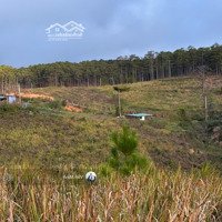 Đasar 4500M2 Sổ Riêng View Rừng Thông 360 Độ, Được Phép Xây Nhà Theo Luật Mới Giá Chỉ 2,5 Tỷ