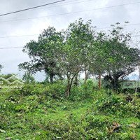 Đất Vườn Giáp Suối Rất Đẹp. Trên Đất Có Sẵn Nhiều Cây Ăn Trái Lâu Năm Tại Đồi Chè Đông Giang