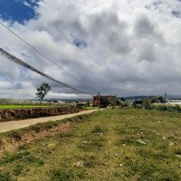 Đất Nền View Đồi Thông Đà Lạt - Nơi An Cư Lý Tưởng, Đầu Tư Sinh Lời Vượt Trội!