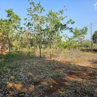 Ngộp bán đất Láng lớn hơn 6000m² chỉ 800 triệu/sào