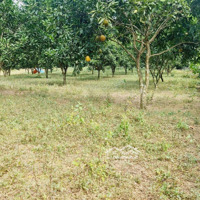 Cần Bán 1838M Thổ Cư 500M Bám Mặt Đường Liên Huyện Tại Thanh Sơn Lương Sơn Hoà Bình Giá Bán 3.3Ty