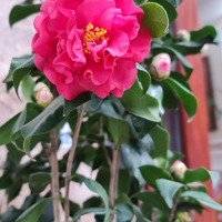Cho Thuê Cửa Hàng Mặt Phố Nguyễn Lương Bằng