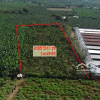 Bán 3.845M Đất Trồng Cây Lâu Năm Vị Trí Đẹp, Giá Tốt Nhất Khu Vực. Liên Hệ: 0379539579