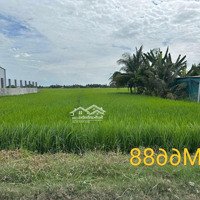 Chính Chủ Bán Đất Vườn Tại Gò Công Tây, Thoáng Mát, Đông Dân Cư