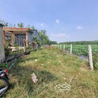 556M2 Có 100M2 Đất Ở Đô Thị, 2 Mặt Tiền. 790 Triệu