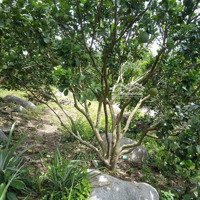 Cần Bán Vườn Bưởi Diện Tích 7200M2 (Tcln) Suối Sâu Khánh Đông, Cách Tl8 1Km. Đường Ôtô Vào Tận Đất
